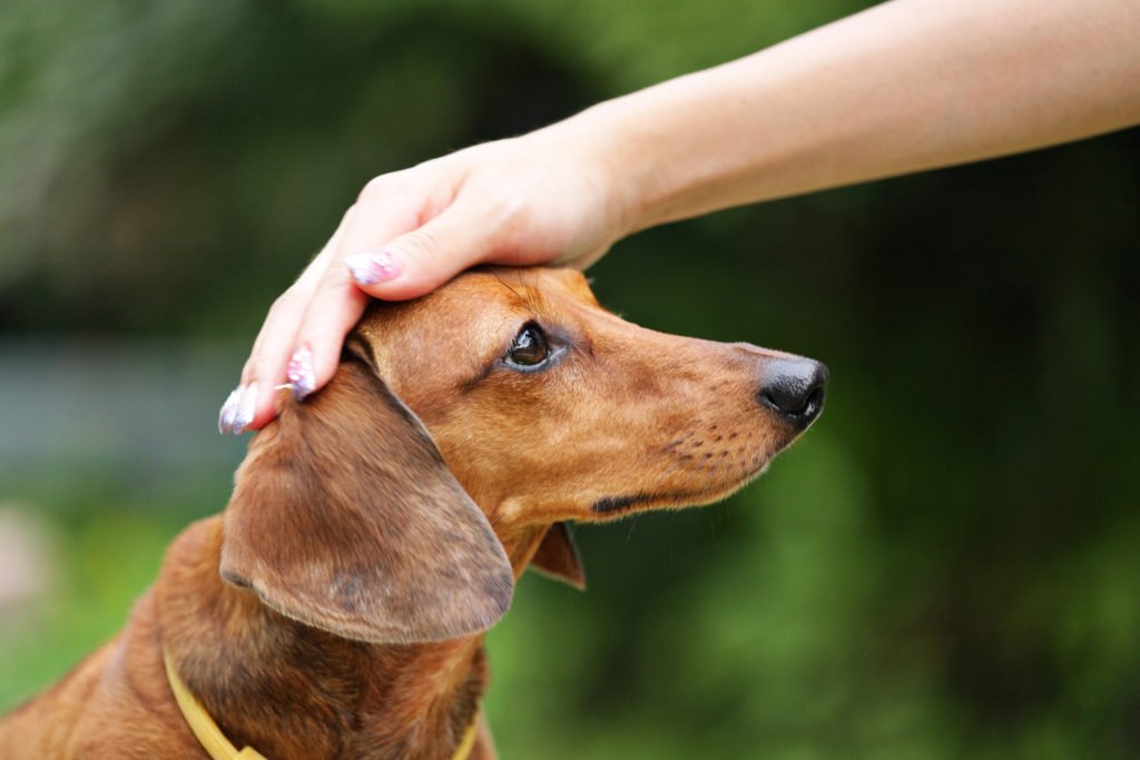 Are Dachshunds Friendly? Dachshund being stroked on the head while out on a walk