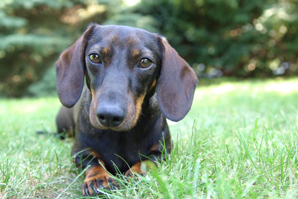 Why Do Dachshunds Roll in Poop? Dachshund laying down in grass and looking straight ahead