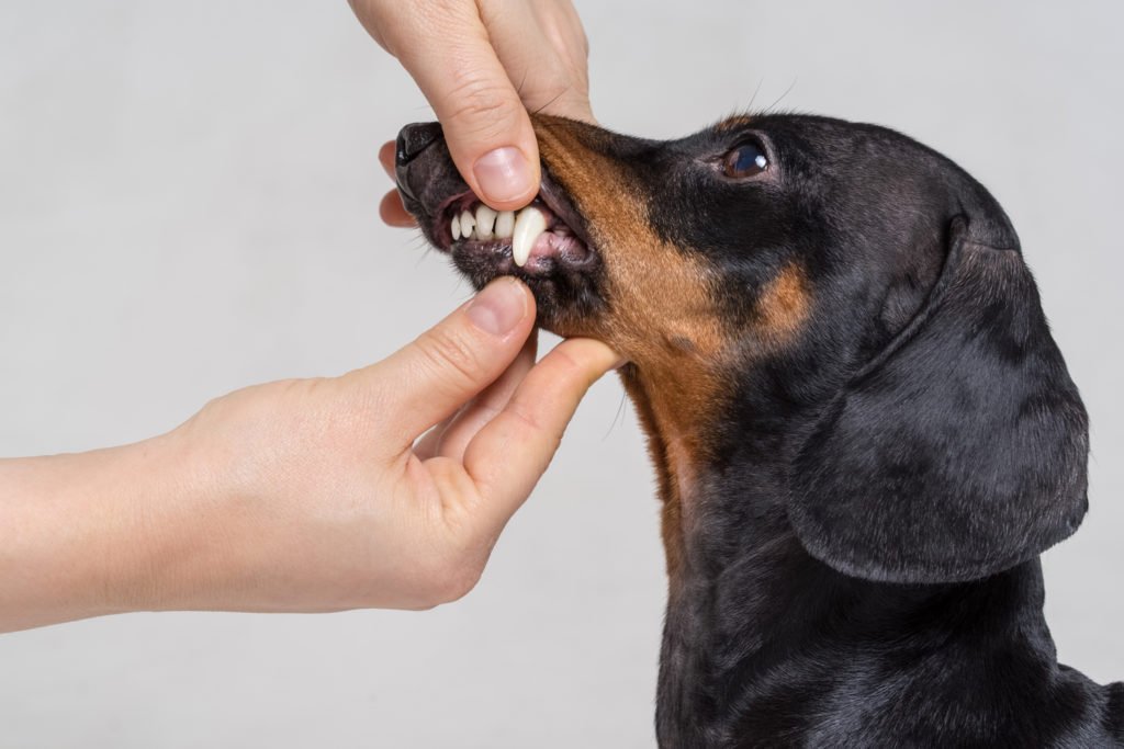 A dachshund having his teeth checked by a woman