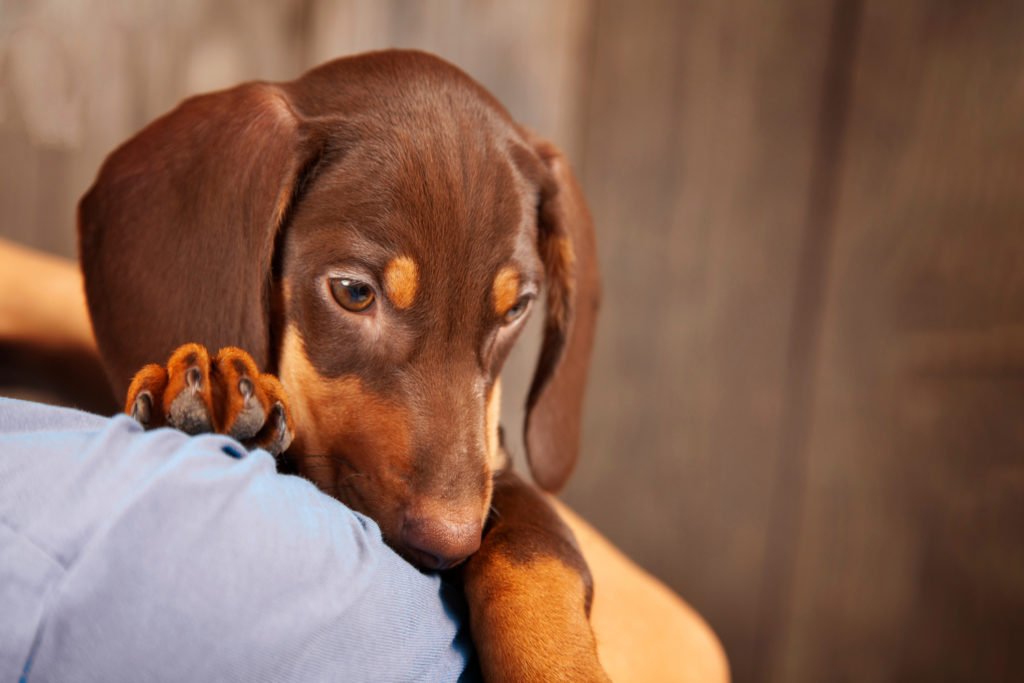 When Do Dachshunds Start Teething? Dachshund puppy being cuddled and held by a woman