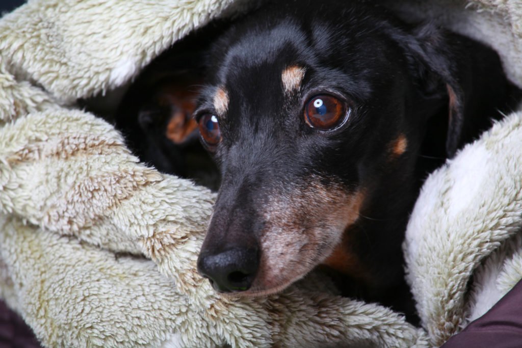 Why Do Dachshunds Go Under a Blanket? Dachshund's head poking out of a cosy blanket