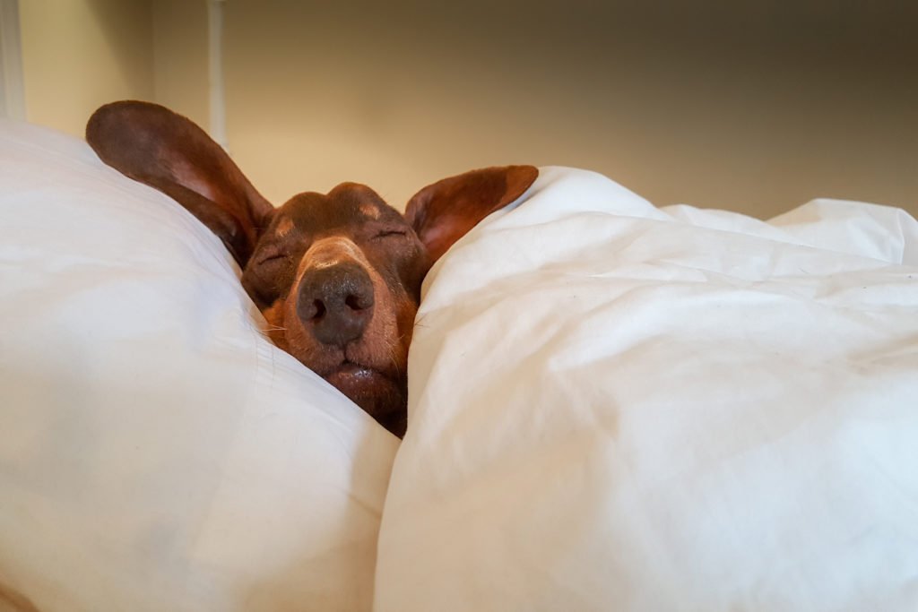 Why Do Dachshunds Go Under a Blanket? Dachshund sleeping in a bed with a duvet and pillows