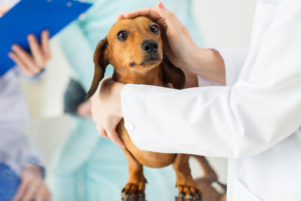Itchy dachshund being examined by the vet