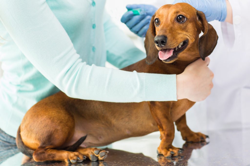 What Is The Ideal Weight For a Dachshund? Dachshund being examined at the vets