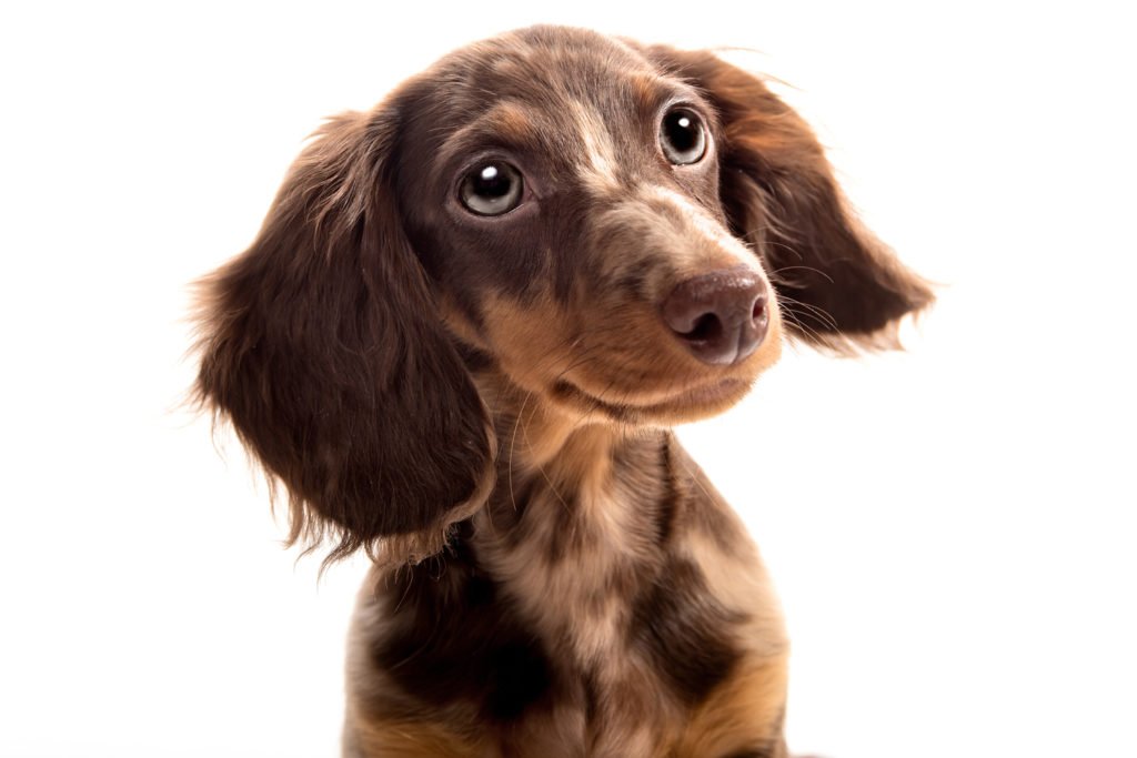 How many times a day should you feed a dachshund? A close p of a dachshund sat on the floor waiting for dinner