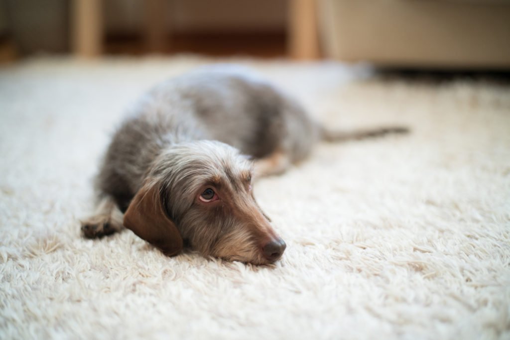 Dachshund with separation anxiety looking sad laying on the carpet alone