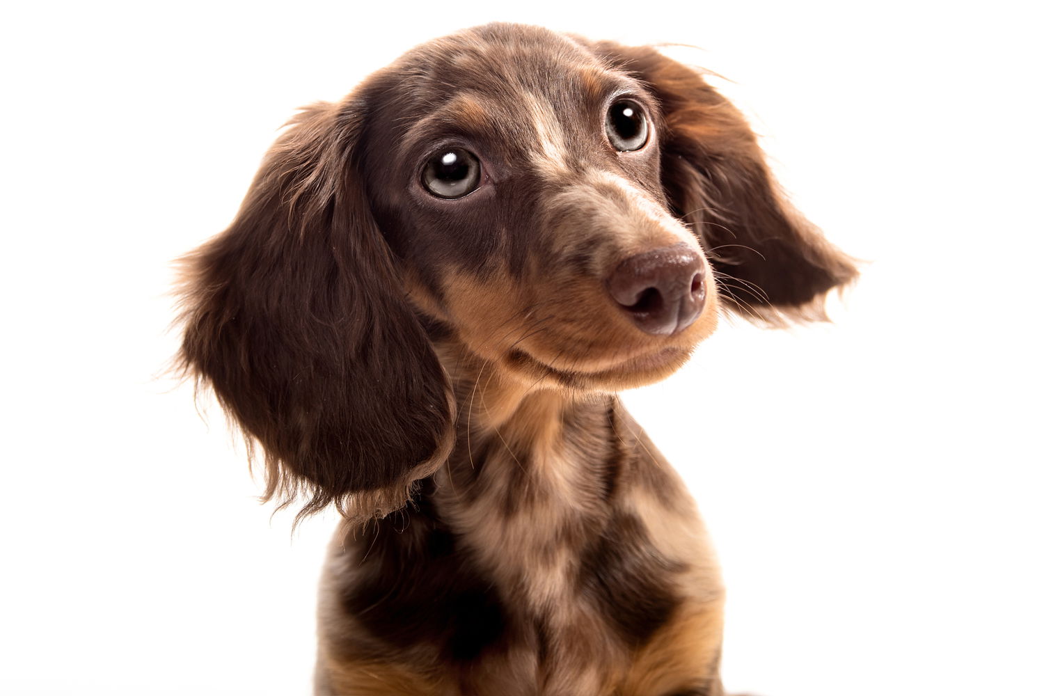 What Do Dachshunds Eat? - I Love Dachshunds