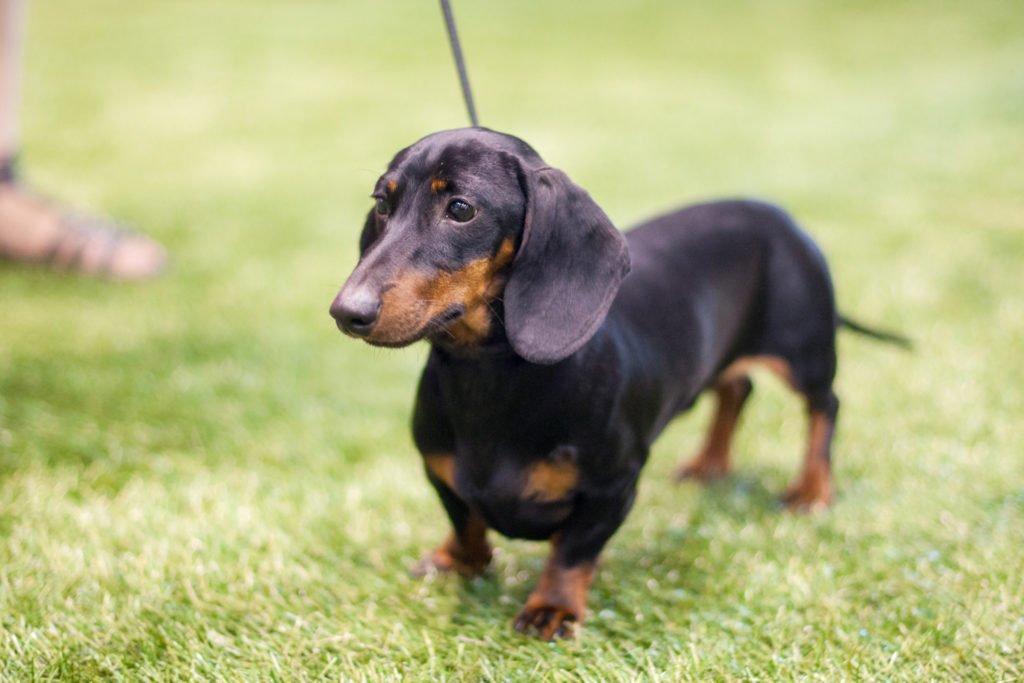 Why Do Dachshunds Bark All The Time? Dachshund going for a walk