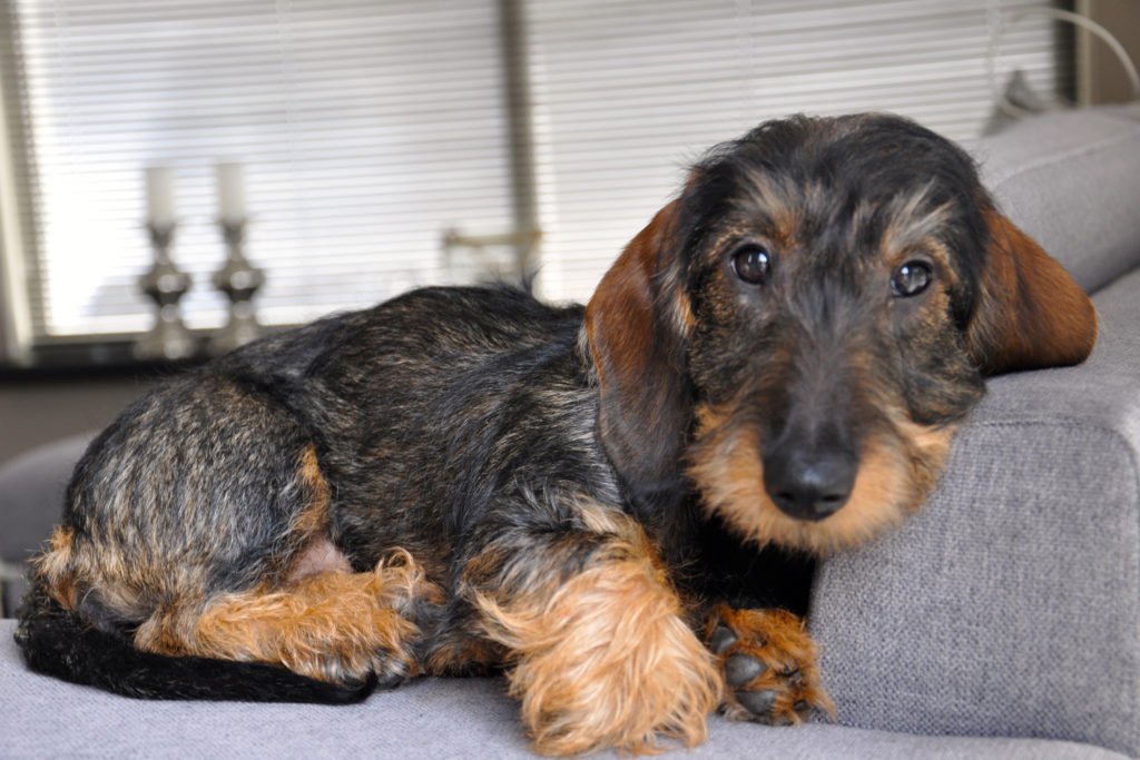 How do I groom a wire-haired dachshund? Wire-haired dachshund laying down on sofa and resting his head on the sofa arm