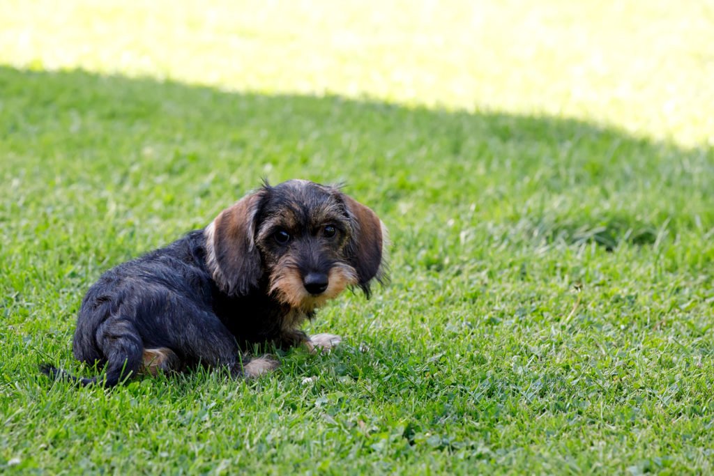 Small wire-haired dachshund puppy sat on the grass in the garden doing potty training