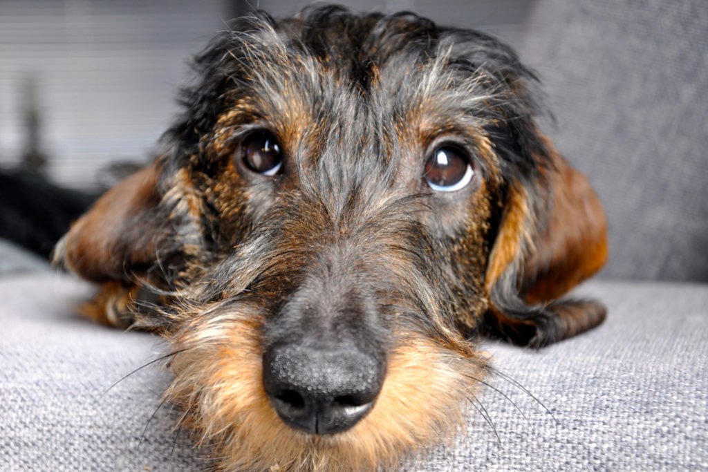 How often should you bathe a dachshund? Close up of wire-haired dachshund's face