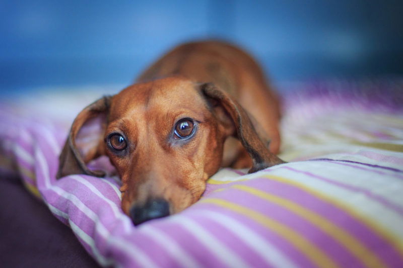 How To Care For a Dachshund’s Back - I Love Dachshunds