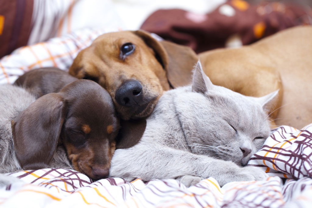 Can Dachshunds Live with Cats? Two dachshunds and a cat all sleeping on the bed together