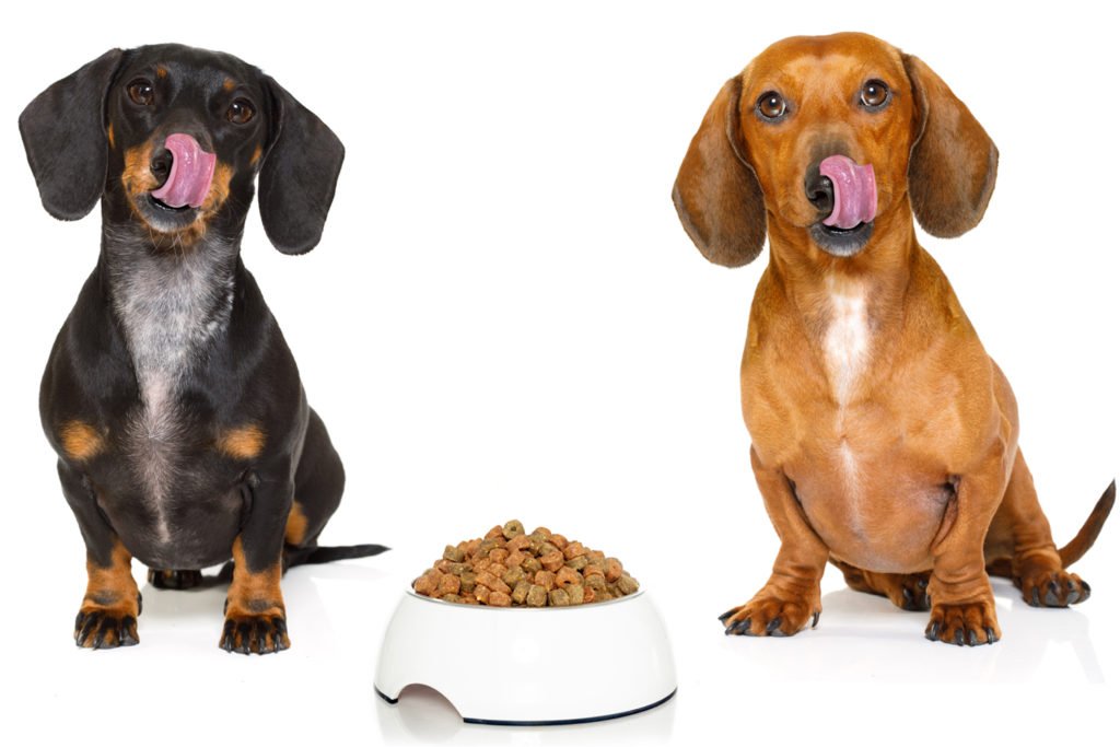 What Do Dachshunds Eat? Two dachshunds licking their lips sat beside a dog bowl filled with dog food