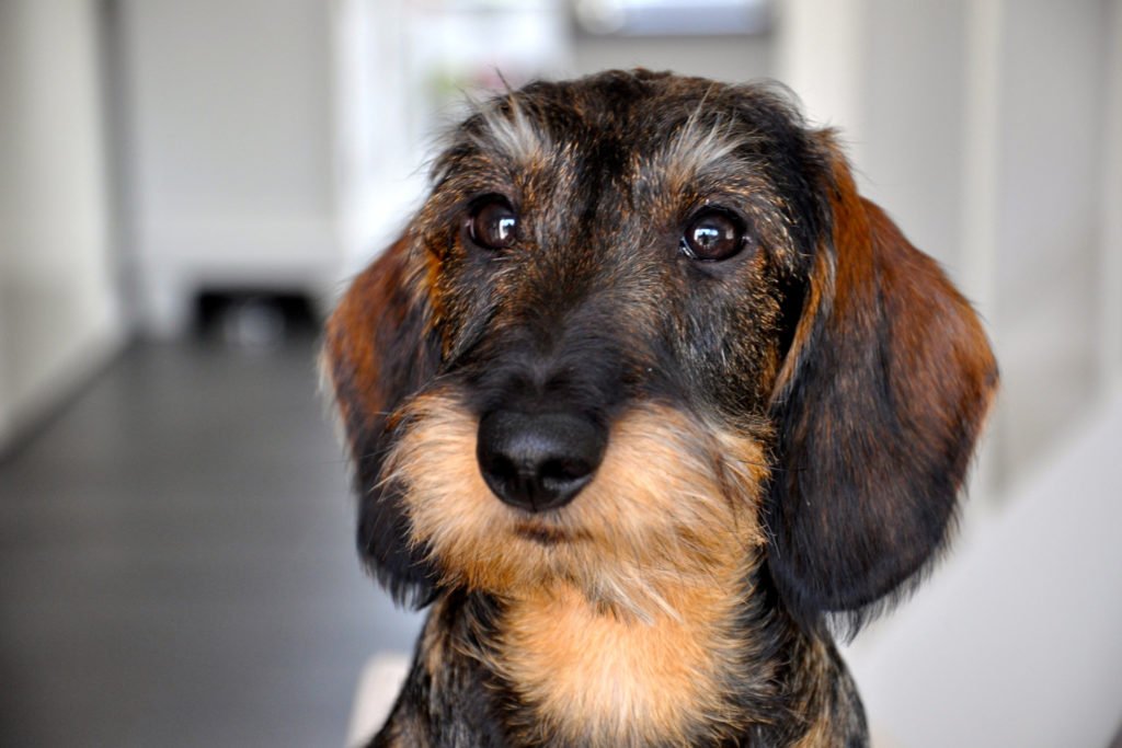 Do You Need to Groom a Dachshund? Close up of a wire-haired dachshund's head