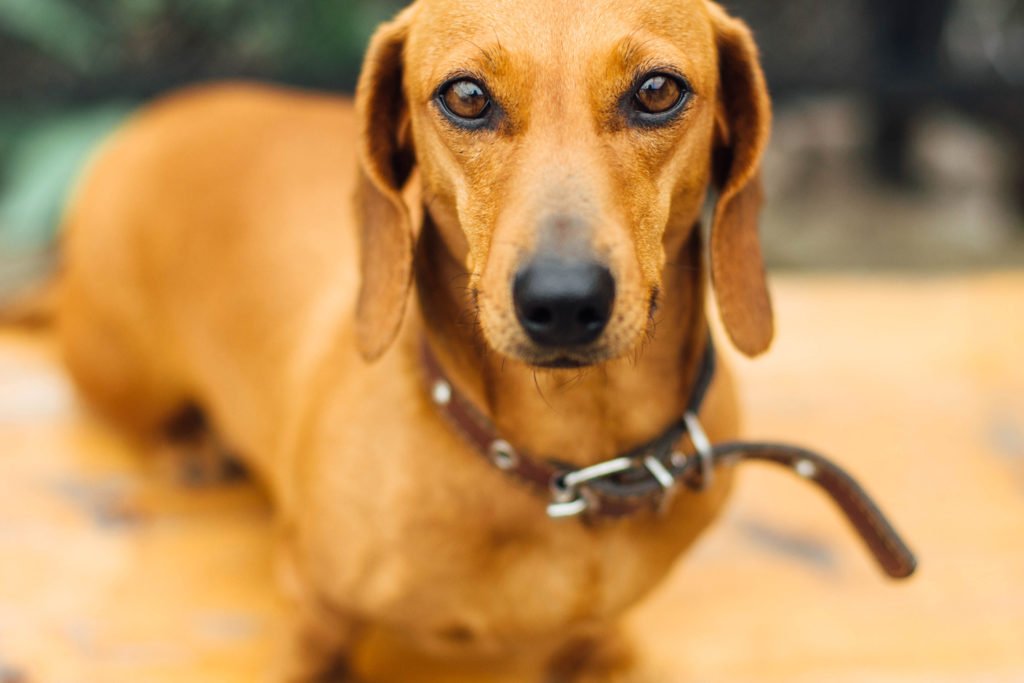 Close up of dachshund staring forwards 