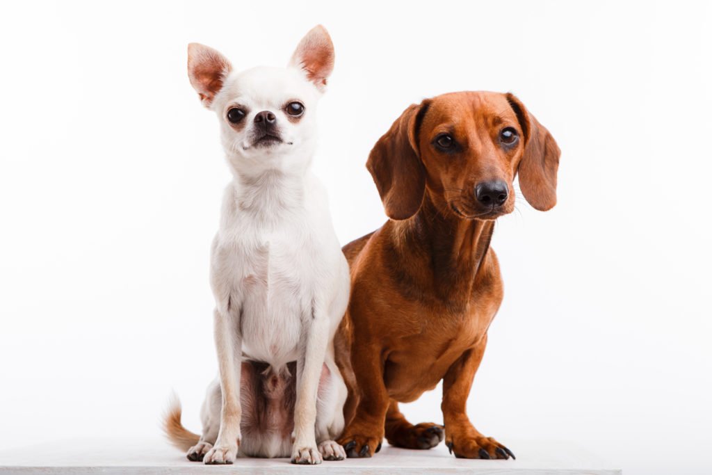 When is the right time to get a second dog? Dachshund stood happily next to another breed