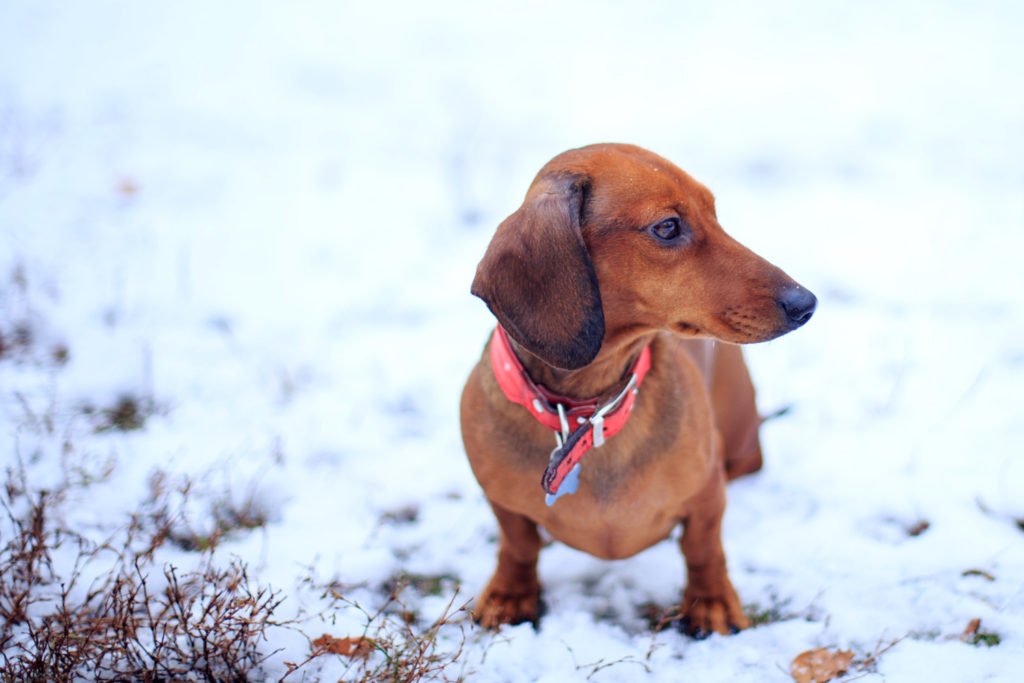 Why Do Dachshunds Shake? dachshund stood in the snow