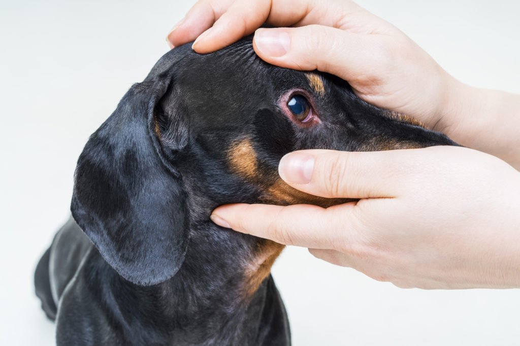 What Health Problems Are Dachshunds Prone To? Dachshund having his eyes checked