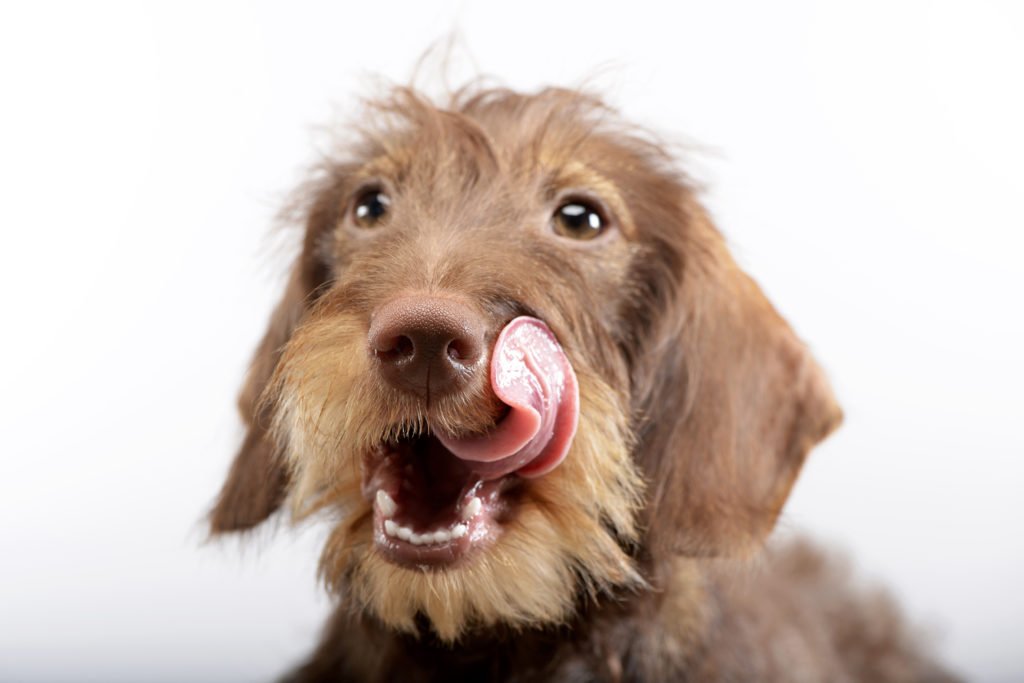 Why Do Dachshunds Lick Your Face? Dachshund with tongue out licking lips 