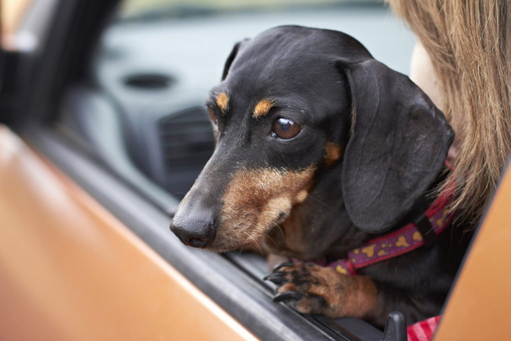 Why Do Dachshunds Shake? – Pet's Satisfaction