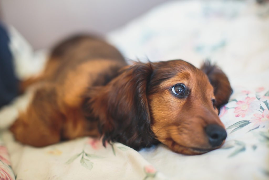Why Do Dachshunds Shake? Nervous dachshund laying on a bed