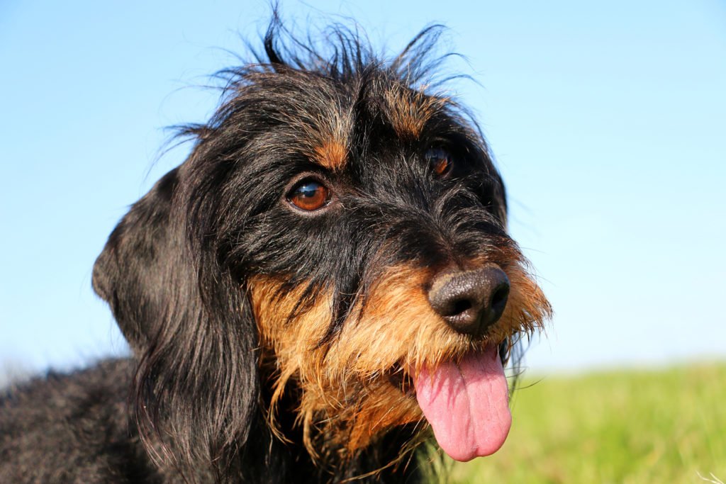 Why Do Dachshunds Lick Your Face? Dachshund with his tongue poking out