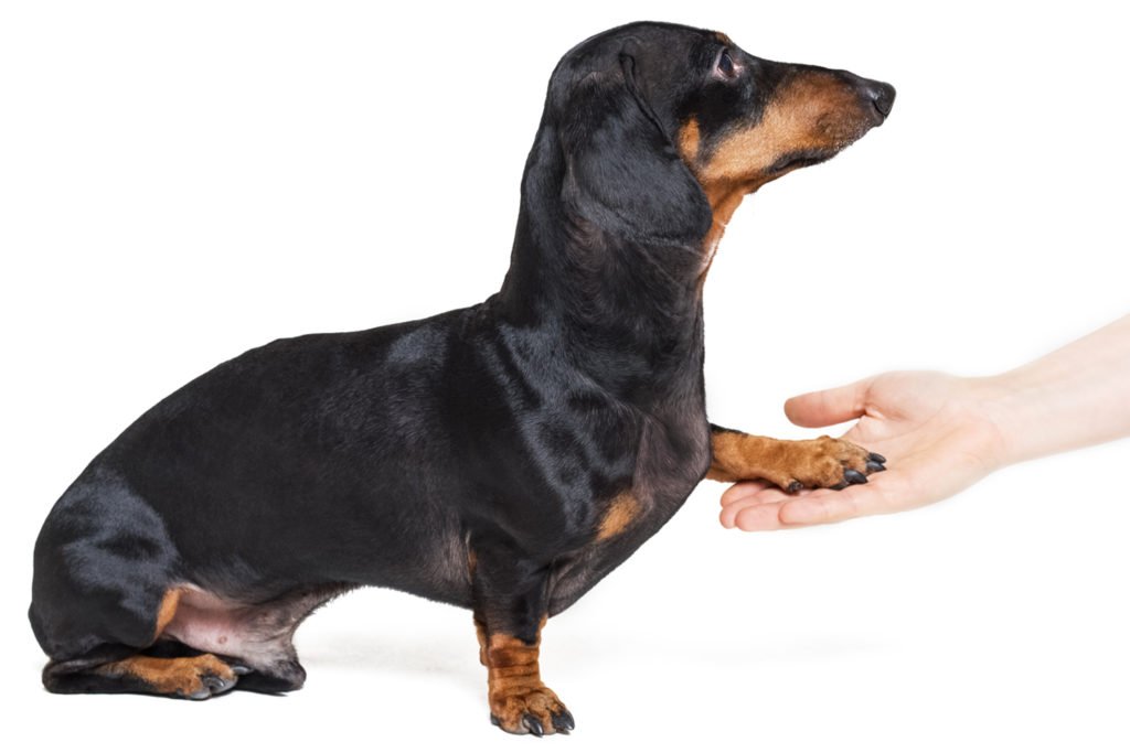 Dachshund learning how to shake paws with his owner
