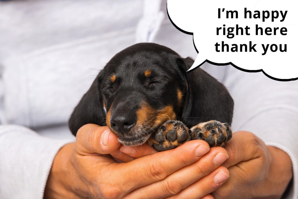 Dachshund puppy fast asleep in his owner's hands