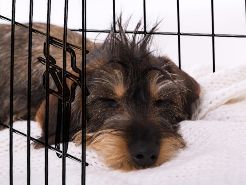 dachshund puppy being crate trained