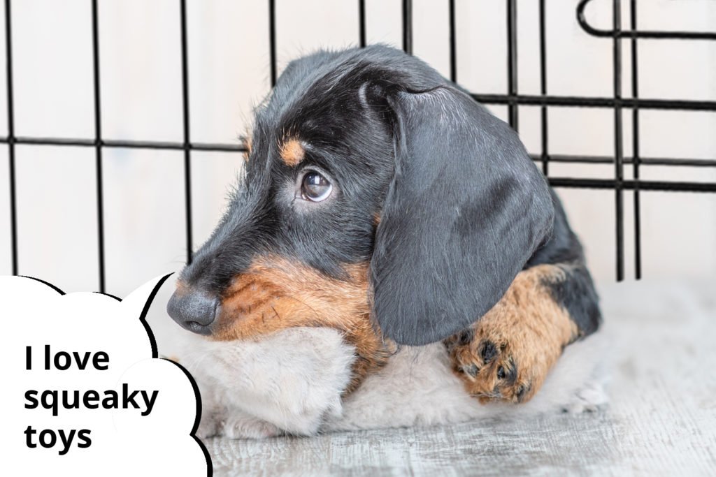 Dachshund puppy chewing a toy in his crate