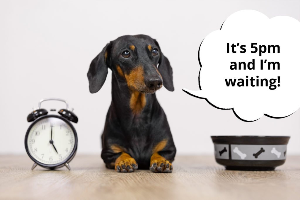 Dachshund sat beside a clock waiting for his 5pm meal to be fed on time