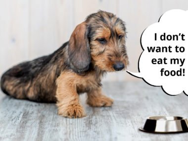 dachshund refusing to eat food