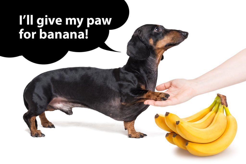 Dachshund learning a new trick to get a banana treat
