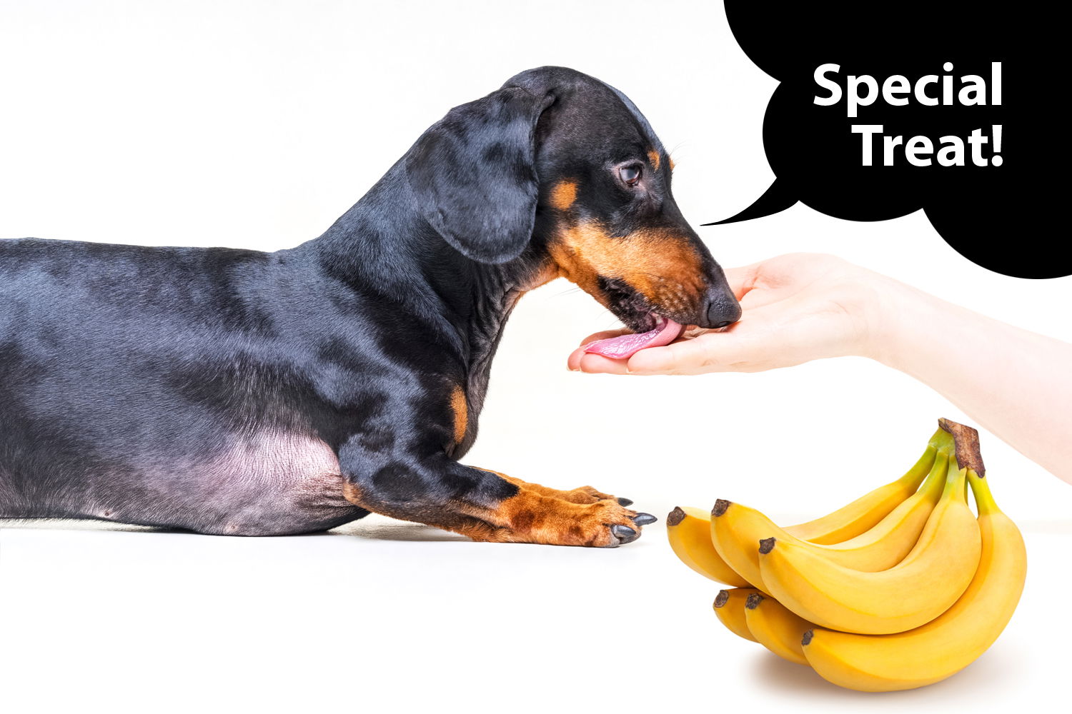 Can Dachshunds Eat Banana? I Love Dachshunds