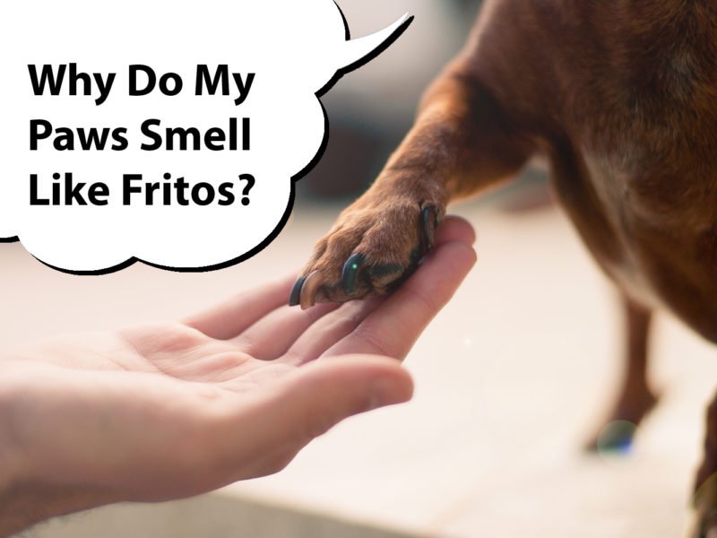 Dachshund paws smell like Fritos