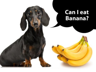 can dachshunds eat banana