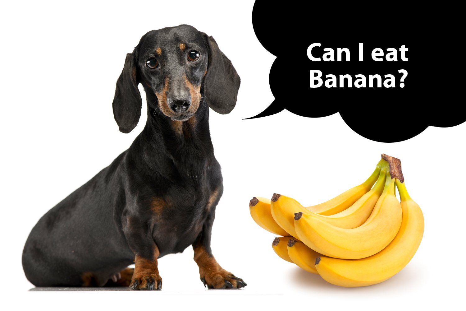 Can Dachshunds Eat Banana? I Love Dachshunds