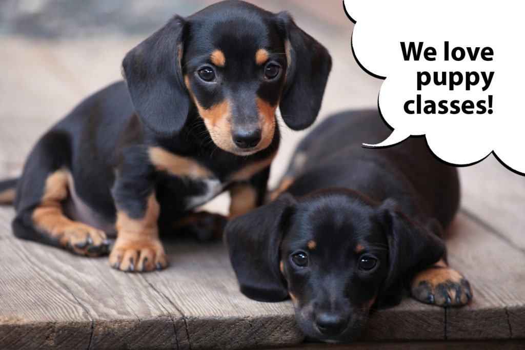Dachshund puppies doing puppy training classes for socialisation