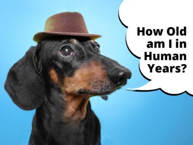 how old is my dachshund in human years