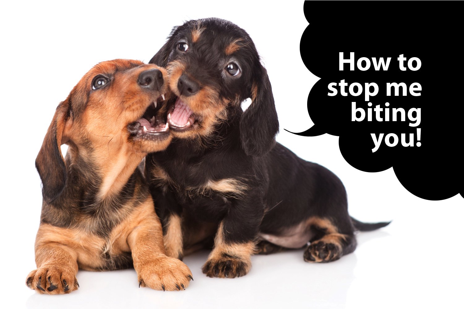 dachshund puppy biting mouthing