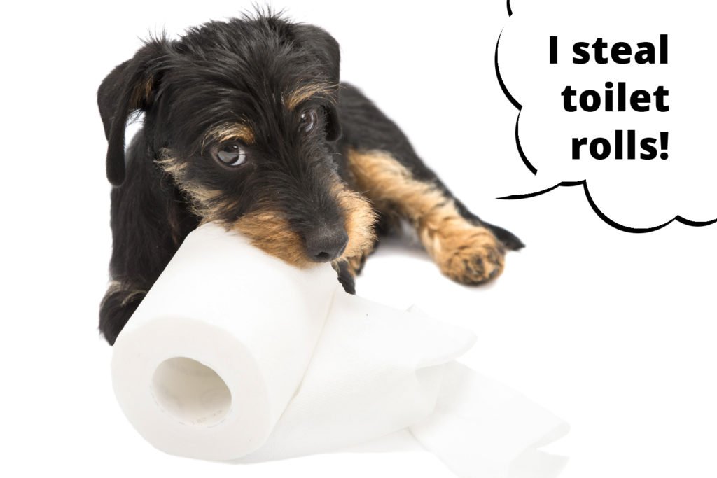 Dachshund stealing the toilet roll