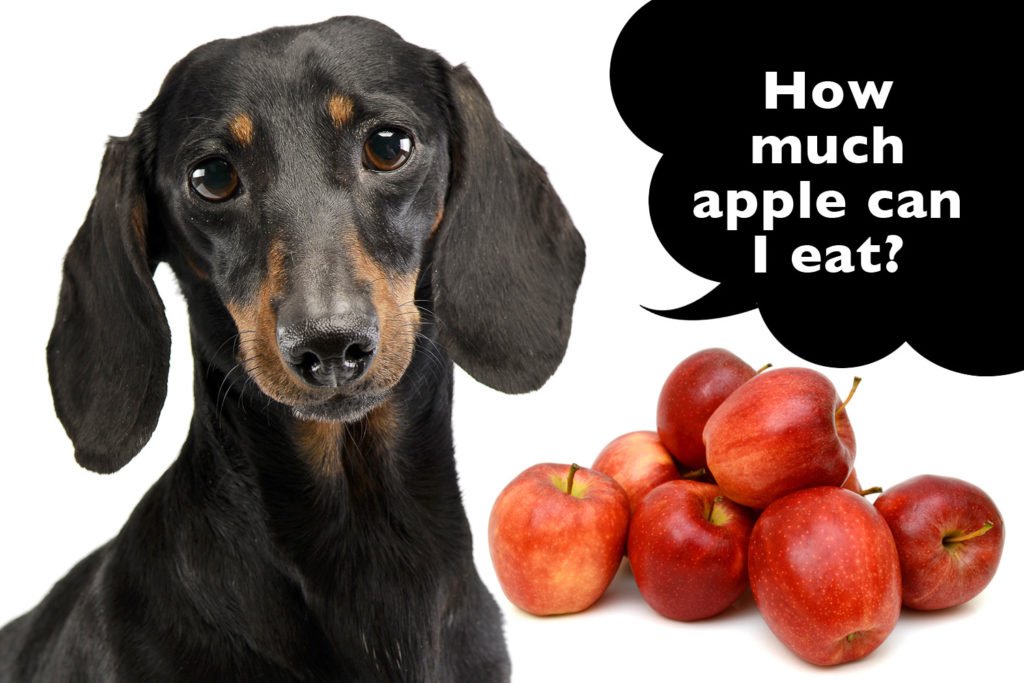 How much apple can a dachshund eat?