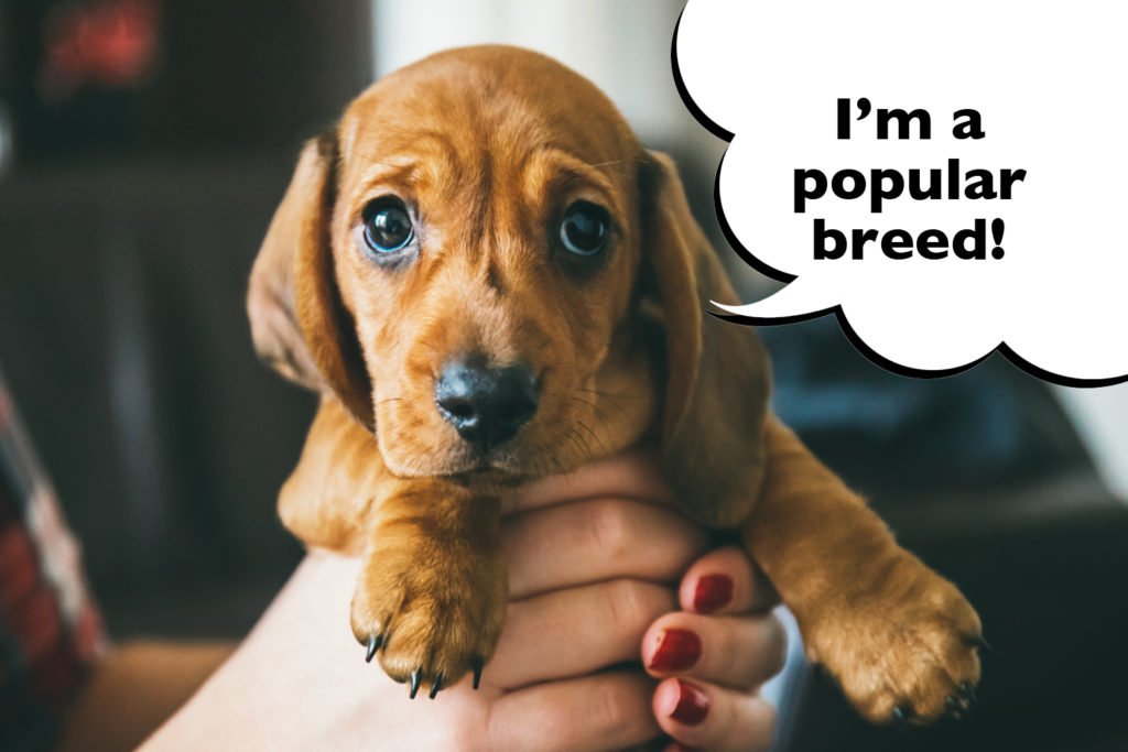 Dachshunds are an expensive and popular breed 
