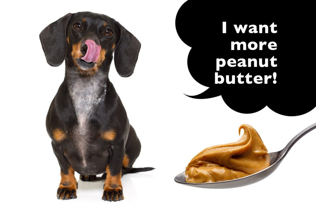 Dachshund eating peanut butter as a treat