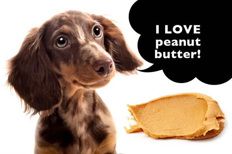 Can Dachshunds Eat Peanut Butter? I Love Dachshunds