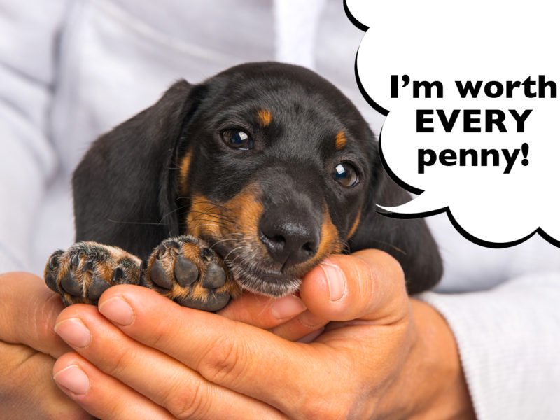 How much does a dachshund cost
