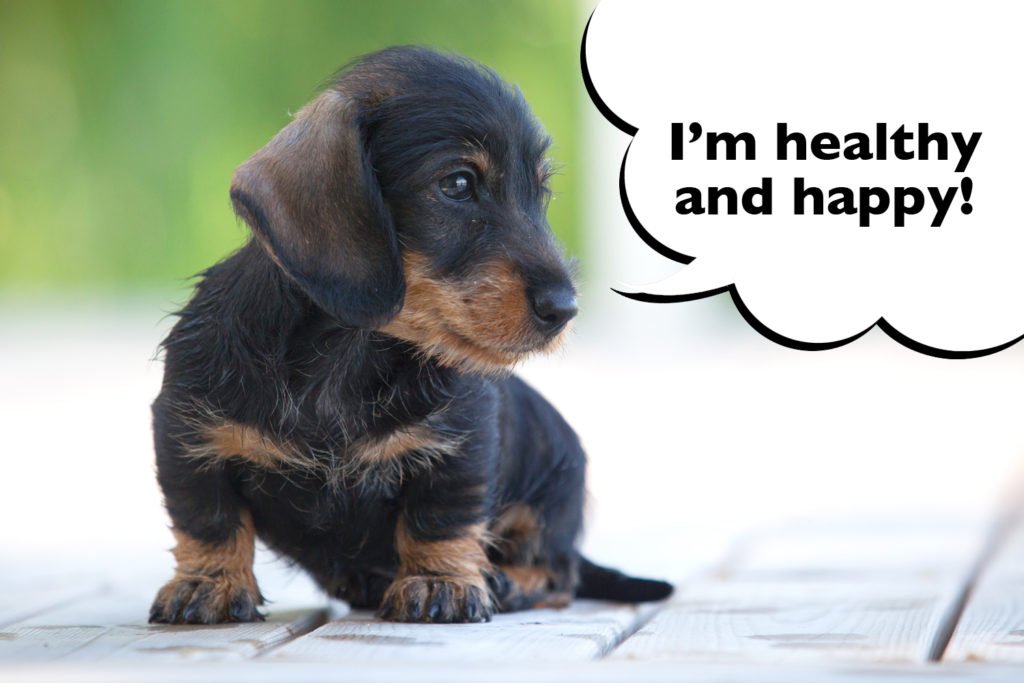 KC Registered dachshunds have a better chance of being happy and healthy