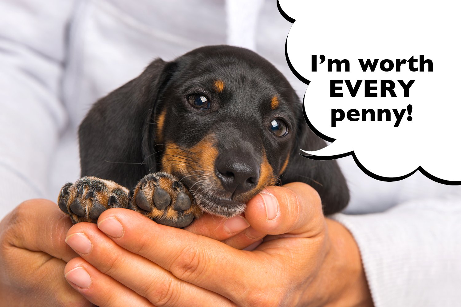 how much does dachshund maintenance cost