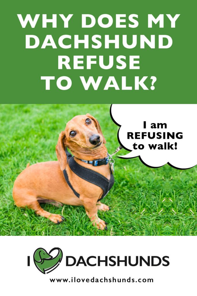 Why does my dachshund refuse to walk